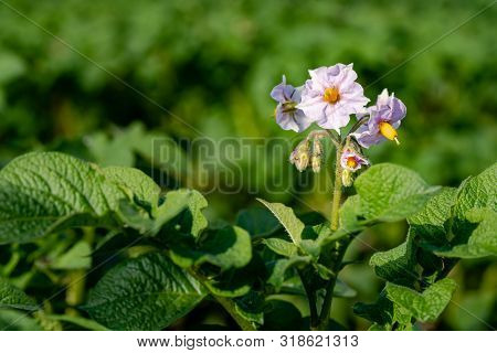 Flowering Potato. Potato Flowers Blossom In Sunlight Grow In Plant. White Blooming Potato Flower On 