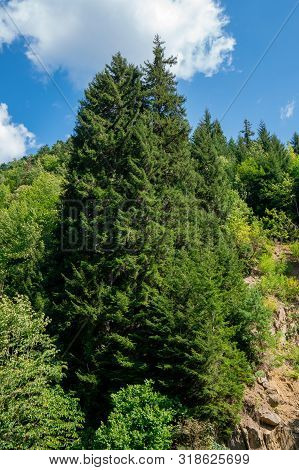 Tall Spruce Tree Standing By The Road With Beautiful Blue Sky On Background.