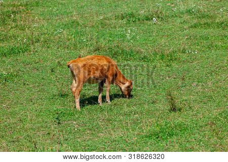 Orange Calf Grazing Fresh Green Grass On Pasture.