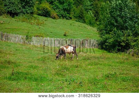 Cow Grazing Fresh Green Grass On Pasture.