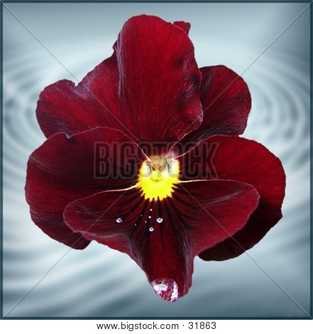 Fiori e acqua