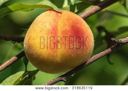 Ripe Peach Fruit Hangs On A Branch Of A Peach Tree With Leaves In The Garden. Harvesting Peaches. Cl
