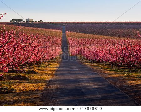 Field Of Pink Blooming Fruit Trees With Path And House In The Background, Aitona, Catalonia, Spain