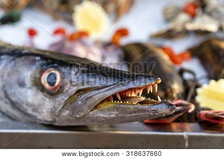 Close Up On Barracuda Teeth. Sea Fresh Fish Barracuda At Street Food Market . Seafood Concept. Raw B