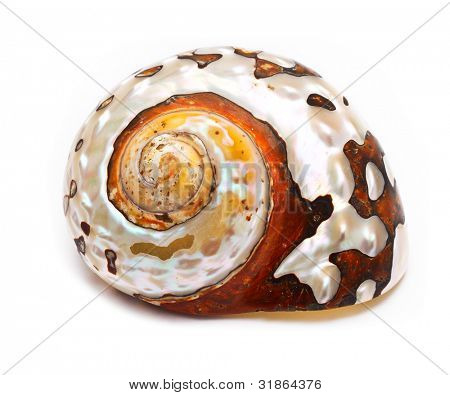 Caracol aislado en blanco