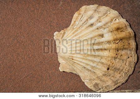 Pecten Jacobaeus, The Mediterranean Scallop Shell Top View - Image