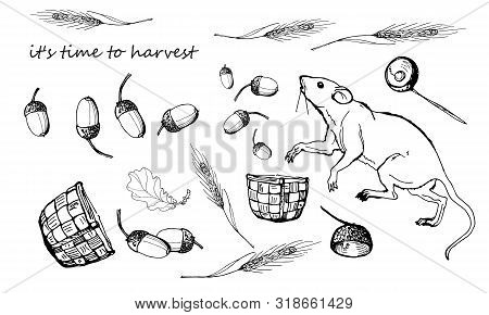 Mouse, Rat, Acorns, Oak, Leaves, Tree, Autumn,