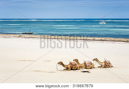 Camel And Diani Beach Seascape With Turquoise Indian Ocean,  Kenya
