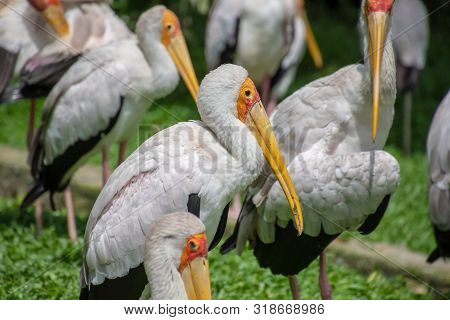 Yellow-billed Stork Swarm With White And Black Feathers And Yellow Beak In Asia