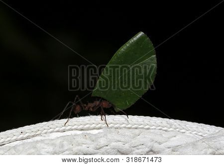 Leafcutter Ant Carrying A Leaf. Tambopata, Amazon Rainforest, Peru