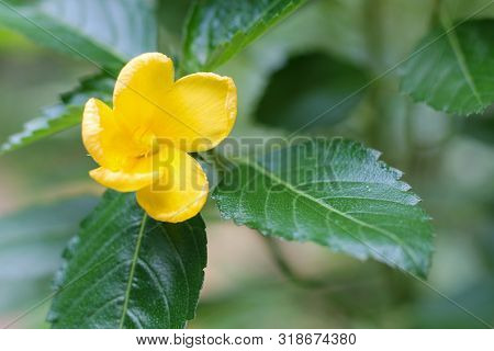 Yellow Elder, Trumpetbush, Trumpetflower, Yellow Trumpet-flower, Yellow Trumpetbush