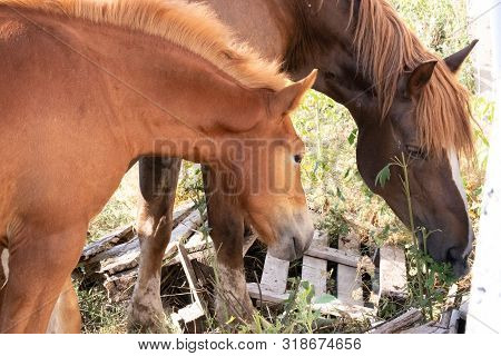Two Horses Eat Grass In A Field On Nature As A Family