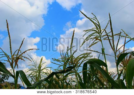 Corn Tree Against A Blue Cloudy Sky, Field On A Clear Day.seeds Like Panicles.