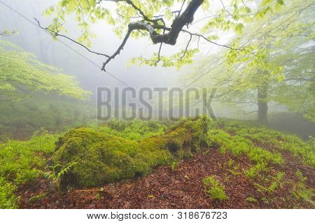 Gorbea Natural Park, Bizkaia, Basque Country - May 03, 2014.