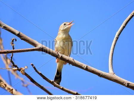 Plain Prinia (prinia Inornata) - Plain Prinia On A Tree Branch With A Blue Sky Background.