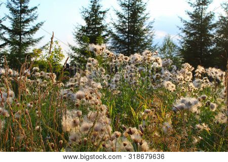 Wild Grass In Summer.flowered Thistle, Thistle Of The Field. White Fluffy Seeds Waiting To Be Spread