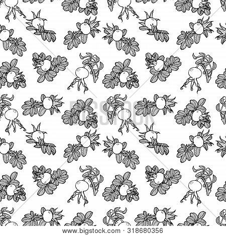 Dog Rose Seamless Vector Hand Drawed Pattern