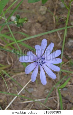 A Light Blue Wild Flower, Algeria, Africa