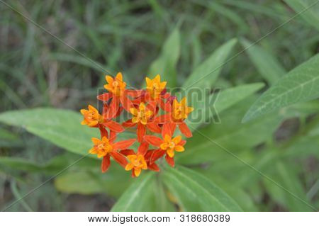 A Bouquet Of Hybrid Yellow Red And Orange Flowers
