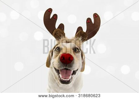 Dog Christmas Reindeer Antlers. Funny Labrador With Red Nose And Holidays Costume. Isolated Agains G