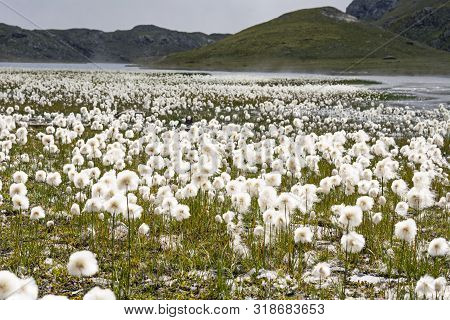 Eriophorum Scheuchzeri Flower Or Cottongrass. Gran Paradiso National Park, Italian Alps. Italy