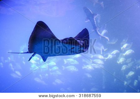 Manta Ray, Sting Ray, Electric Ray Is Moving In The Big Tank In Aquarium.