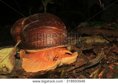 An Amazonian Giant Snail, Megalobulimus Popelairianus, Strophocheilidae, Retreating In His Shell Or 