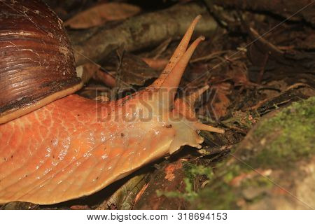 Sideview Of An Amazonian Giant Snail, Megalobulimus Popelairianus, Strophocheilidae
