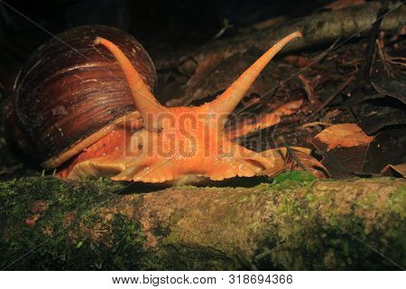 An Amazonian Giant Snail, Megalobulimus Popelairianus, Strophocheilidae, Approaching And Threatening