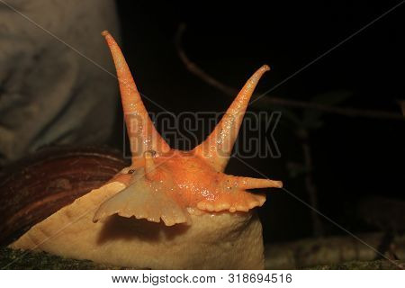 The Head And Antennea Of An Amazonian Giant Snail, Megalobulimus Popelairianus, Strophocheilidae