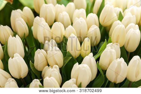 White Cream Tulip Flowers In Spring Garden, Park.