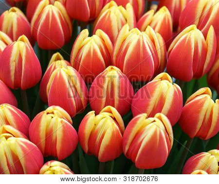 Beautiful Pink And Yellow Tulip Flowers In Spring Garden.
