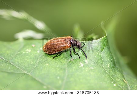 Wool Beetle
(lagria Hirta), The Common Densely Hairy Wool Beetle Is Equipped With A Soft Brownish Co