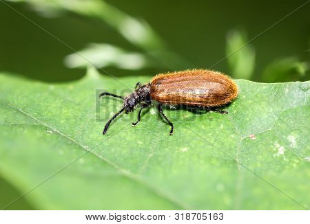 Wool Beetle
(lagria Hirta), The Common Densely Hairy Wool Beetle Is Equipped With A Soft Brownish Co