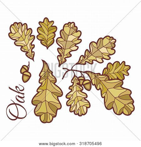 Birch Leaves In Stained  Illustration. Hand Drawn Birch Branch With Catkins. Doodle Floral Design El