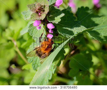A Bee Or Hummel, Looking For Nectar In The Flowers Of A Deadnettle