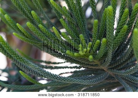 House Pine Norfolk Island Pine Araucaria Heterophylla, Araucaria Cookii , Close Up Araucaria