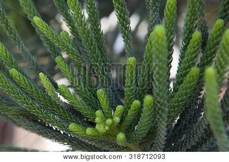 House Pine Norfolk Island Pine Araucaria Heterophylla, Araucaria Cookii , Close Up Araucaria