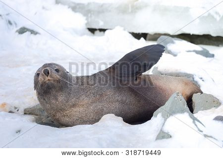 The Antarctic Fur Seal, Sometimes Called The Kerguelen Fur Seal, Also Known As Arctocephalus Gazella