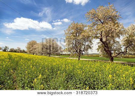 Rapeseed, Canola Or Colza Field And Alley Of Flowering Cherry Trees With Beautiful Sky - Brassica Na