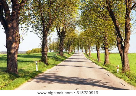 Spring Time Aley Of  Horse-chestnut (aesculus Hippocastanum)