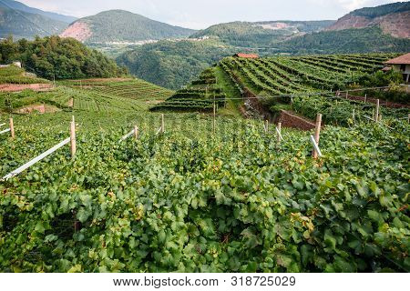 Grapes And Wine In The Italian Alps