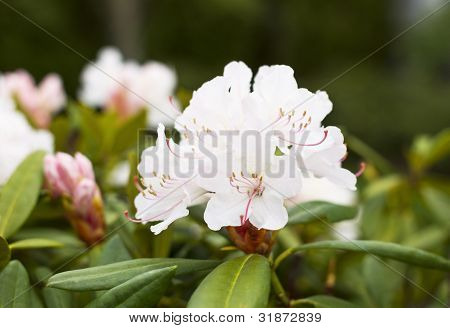 Nello stato di Washington fiore - rododendri In fiore