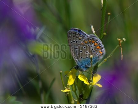 Butterfly - østlige Tailed blå