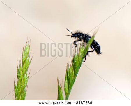 Bug pronto para voar
