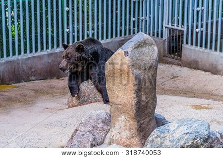 Large Adult Black Bear Resting Against Boulder In Cage At Local Zoo.