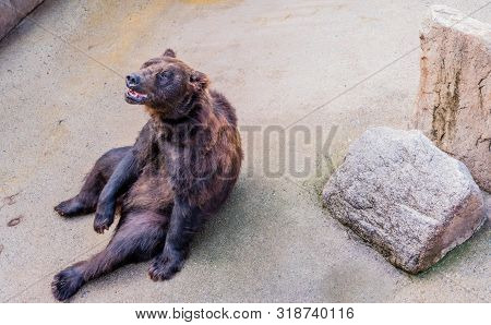 Adult Brown Bear In Cage Sitting Upright In Front Of Boulders Looking Up At Something At Local Zoo.