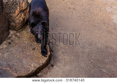 Asiatic Black Bear In Cage Next To Rock Formation Looking Up At Something At Local Zoo.