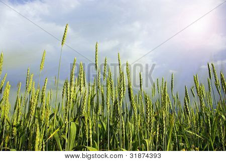 Weizenfeld auf einen Himmel Hintergrund