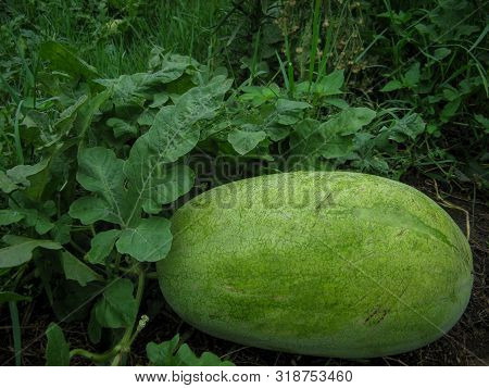 Big Green Watermelon On Field. Ripe Watermelon In The Garden. Closeup Of A Watermelon Grows In The F